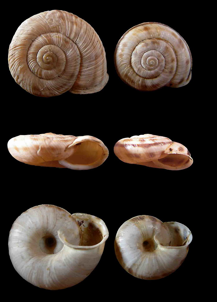 Chilostoma (Kosicia) intermedium (Frussac, 1821)